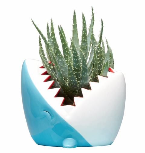 Shark Planter