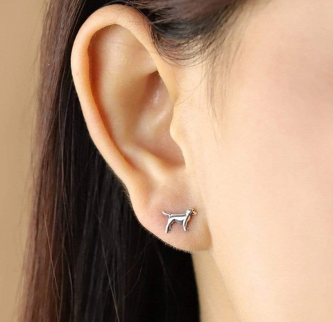 Labrador Retriever Dog Studs