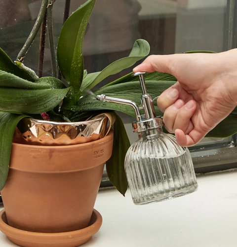Glass Plant Mister
