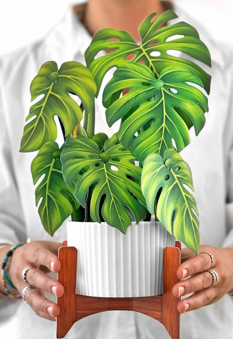 Monstera Pop Up Plant