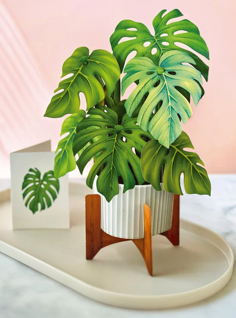 Monstera Pop Up Plant