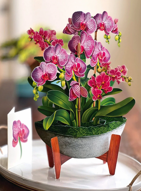 Orchid Oasis Pop Up Bouquet