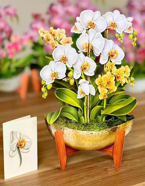 Serenity Orchid Pop Up Bouquet