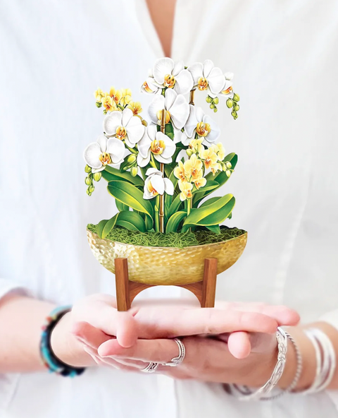 English Daffodils Pop Up Bouquet