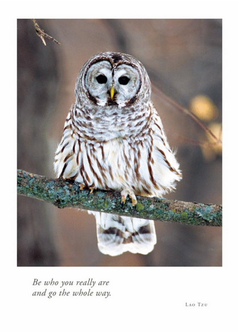 Barred Owl Card